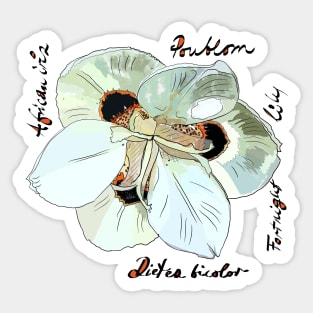 Dietes bicolor, Wild iris Sticker